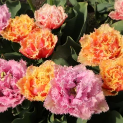 Tulip 'Brisbane' -UK Garden Plants Sales 2024 tulip brisbane 10 scaled