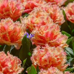 Tulip 'Brisbane' -UK Garden Plants Sales 2024 tulip brisbane 11 scaled