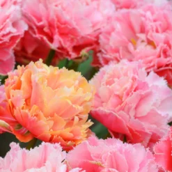 Tulip 'Brisbane' -UK Garden Plants Sales 2024 tulip brisbane 12 scaled