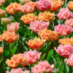 Tulip 'Brisbane' -UK Garden Plants Sales 2024 tulip brisbane 13 scaled