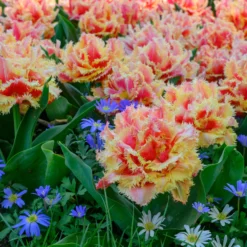 Tulip 'Brisbane' -UK Garden Plants Sales 2024 tulip brisbane 14 scaled