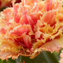 Tulip 'Brisbane' -UK Garden Plants Sales 2024 tulip brisbane 3