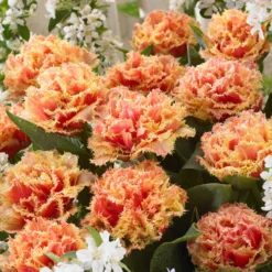 Tulip 'Brisbane' -UK Garden Plants Sales 2024 tulip brisbane 4