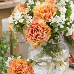 Tulip 'Brisbane' -UK Garden Plants Sales 2024 tulip brisbane 5