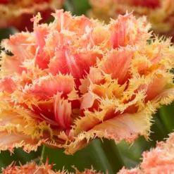 Tulip 'Brisbane' -UK Garden Plants Sales 2024 tulip brisbane 6