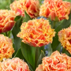 Tulip 'Brisbane' -UK Garden Plants Sales 2024 tulip brisbane 8