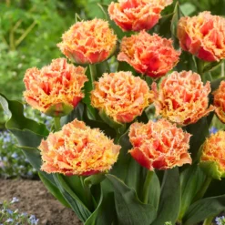 Tulip 'Brisbane' -UK Garden Plants Sales 2024 tulip brisbane 9 1