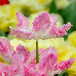 Tulip 'Cabanna' -UK Garden Plants Sales 2024 tulip cabanna 1 scaled