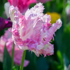 Tulip 'Cabanna' -UK Garden Plants Sales 2024 tulip cabanna 10