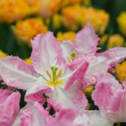 Tulip 'Cabanna' -UK Garden Plants Sales 2024 tulip cabanna 2 scaled