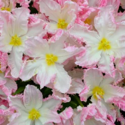 Tulip 'Cabanna' -UK Garden Plants Sales 2024 tulip cabanna 3 scaled