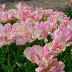 Tulip 'Cabanna' -UK Garden Plants Sales 2024 tulip cabanna 4 scaled