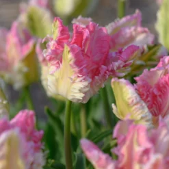 Tulip 'Cabanna' -UK Garden Plants Sales 2024 tulip cabanna 5 scaled