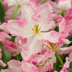 Tulip 'Cabanna' -UK Garden Plants Sales 2024 tulip cabanna 6 scaled