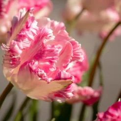 Tulip 'Cabanna' -UK Garden Plants Sales 2024 tulip cabanna 8 scaled