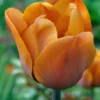 Tulip 'Cairo' -UK Garden Plants Sales 2024 tulip cairo 0