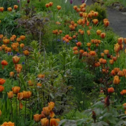 Tulip 'Cairo' 17 Tulip 'Cairo' -UK Garden Plants Sales 2024 tulip cairo 1 scaled