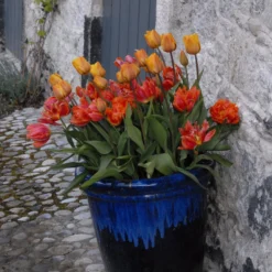 Tulip 'Cairo' 25 Tulip 'Cairo' -UK Garden Plants Sales 2024 tulip cairo 11 scaled