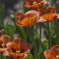 Tulip 'Cairo' 26 Tulip 'Cairo' -UK Garden Plants Sales 2024 tulip cairo 12 scaled