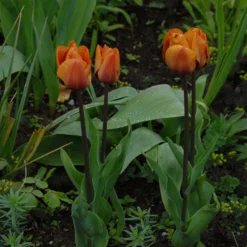 Tulip 'Cairo' 27 Tulip 'Cairo' -UK Garden Plants Sales 2024 tulip cairo 13 scaled