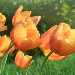 Tulip 'Cairo' 20 Tulip 'Cairo' -UK Garden Plants Sales 2024 tulip cairo 16 scaled