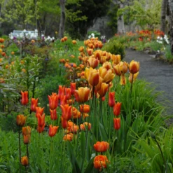 Tulip 'Cairo' 18 Tulip 'Cairo' -UK Garden Plants Sales 2024 tulip cairo 2 scaled