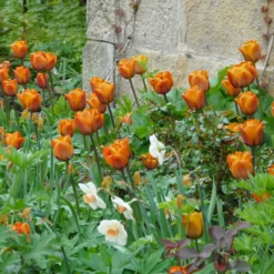 Tulip 'Cairo' 19 Tulip 'Cairo' -UK Garden Plants Sales 2024 tulip cairo 3 scaled