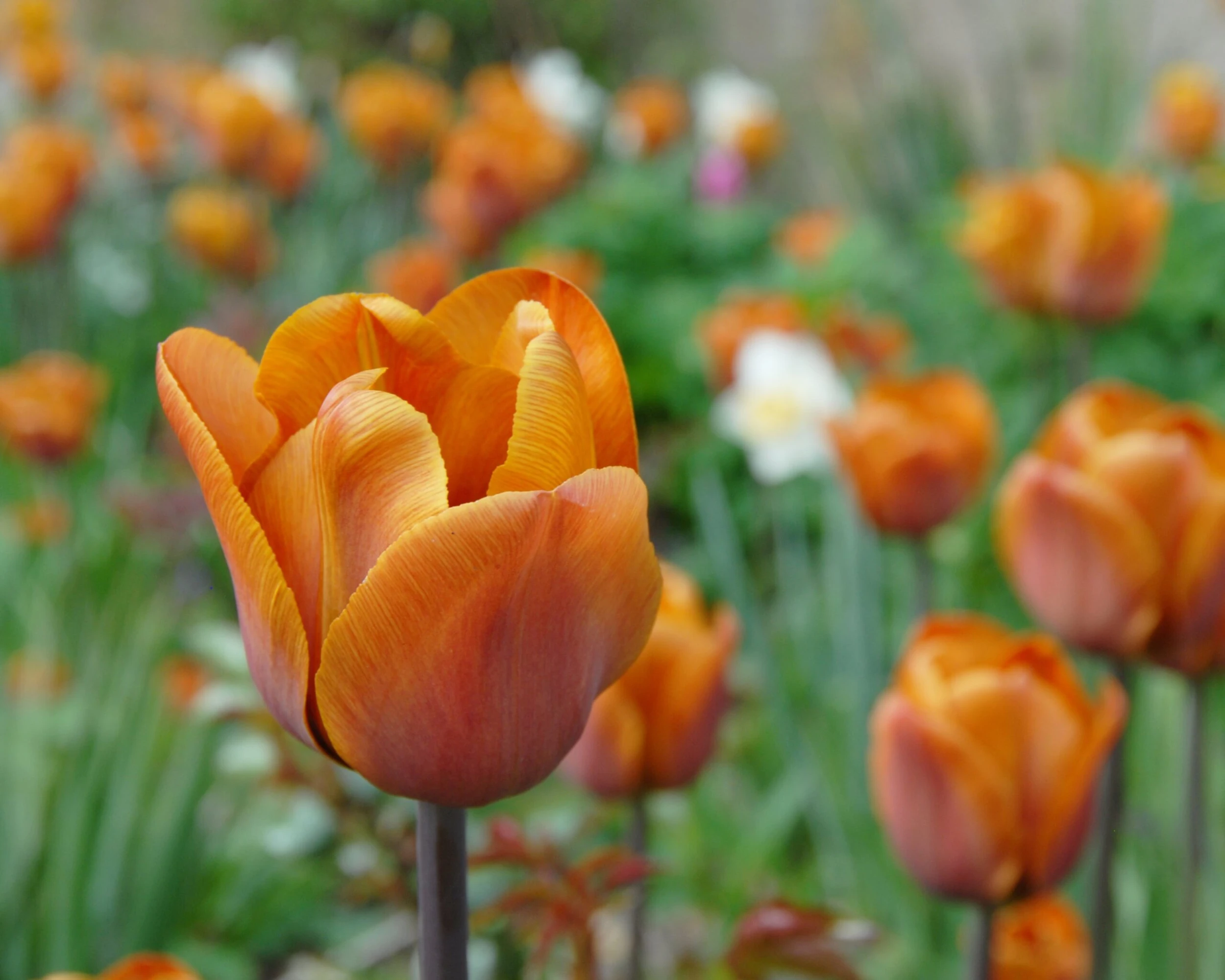 Tulip 'Cairo' 11 Tulip 'Cairo' - Image 9