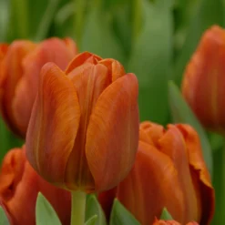 Tulip 'Cairo' 21 Tulip 'Cairo' -UK Garden Plants Sales 2024 tulip cairo 6 scaled
