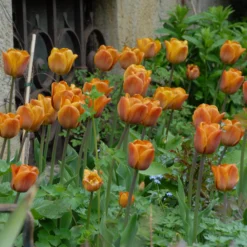 Tulip 'Cairo' 22 Tulip 'Cairo' -UK Garden Plants Sales 2024 tulip cairo 8 scaled