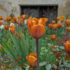 Tulip 'Cairo' 24 Tulip 'Cairo' -UK Garden Plants Sales 2024 tulip cairo 9 scaled