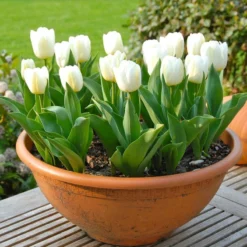 Tulip 'Calgary' -UK Garden Plants Sales 2024 tulip calgary 1