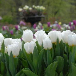 Tulip 'Calgary' -UK Garden Plants Sales 2024 tulip calgary 2 617483de 3449 4b9c b27a cfe39df16f04 scaled