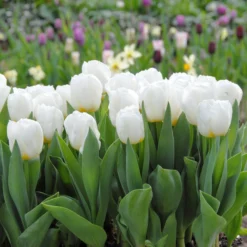 Tulip 'Calgary' -UK Garden Plants Sales 2024 tulip calgary 3