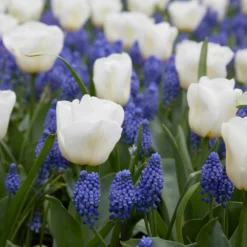 Tulip 'Calgary' -UK Garden Plants Sales 2024 tulip calgary 3 6a3df726 ff47 47b7 af7e 8fac519156fc