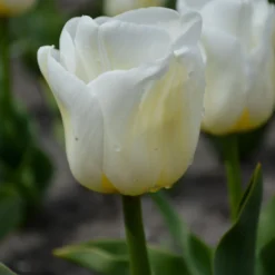 Tulip 'Calgary' -UK Garden Plants Sales 2024 tulip calgary 4