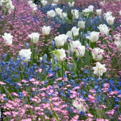 Tulip 'Calgary' -UK Garden Plants Sales 2024 tulip calgary 4 89d0f322 390e 4304 b0da 98b0f76dff3a