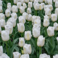 Tulip 'Calgary' -UK Garden Plants Sales 2024 tulip calgary 5