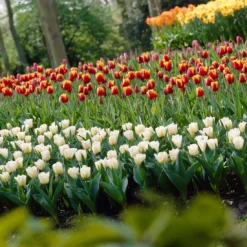 Tulip 'Calgary' -UK Garden Plants Sales 2024 tulip calgary 6