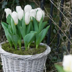 Tulip 'Calgary' -UK Garden Plants Sales 2024 tulip calgary 7