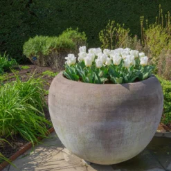 Tulip 'Calgary' -UK Garden Plants Sales 2024 tulip calgary 8 scaled