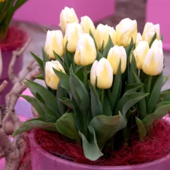 Tulip 'Calgary Flames' 20 Tulip 'Calgary Flames' -UK Garden Plants Sales 2024 tulip calgary flames 1