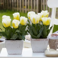 Tulip 'Calgary Flames' 24 Tulip 'Calgary Flames' -UK Garden Plants Sales 2024 tulip calgary flames 10