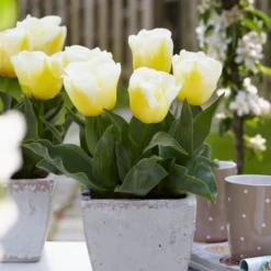 Tulip 'Calgary Flames'