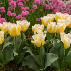 Tulip 'Calgary Flames' 21 Tulip 'Calgary Flames' -UK Garden Plants Sales 2024 tulip calgary flames 12 scaled