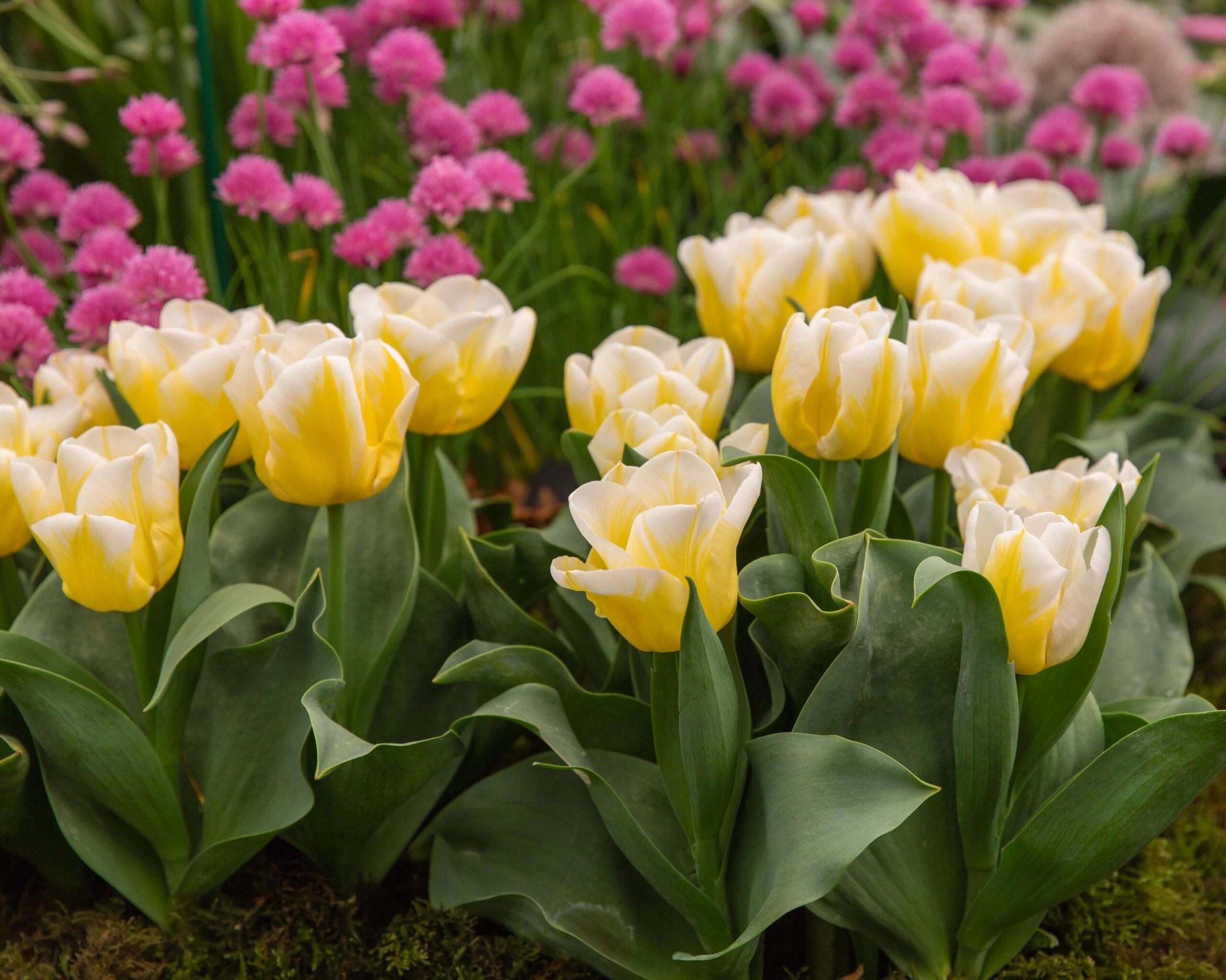 Tulip 'Calgary Flames' 9 Tulip 'Calgary Flames' - Image 7