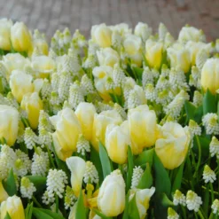 Tulip 'Calgary Flames' 19 Tulip 'Calgary Flames' -UK Garden Plants Sales 2024 tulip calgary flames 13 scaled