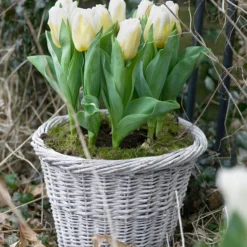 Tulip 'Calgary Flames' 17 Tulip 'Calgary Flames' -UK Garden Plants Sales 2024 tulip calgary flames 2