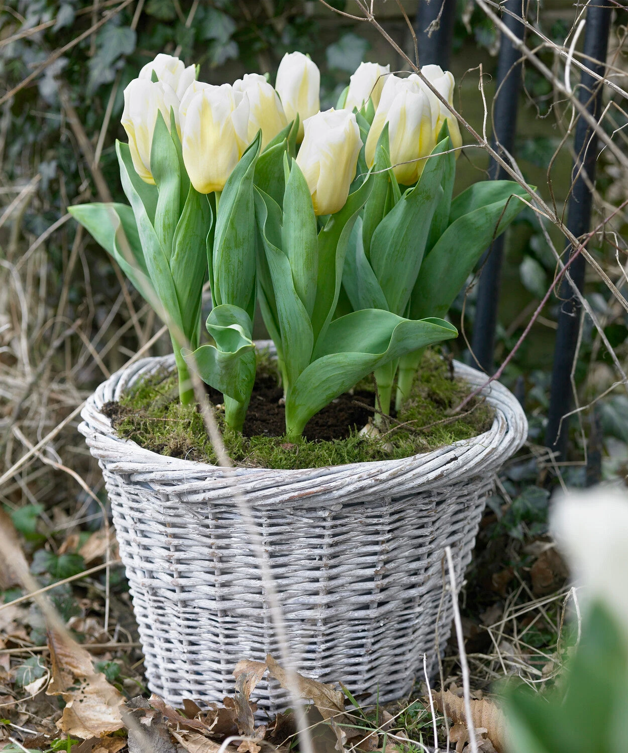Tulip 'Calgary Flames' 5 Tulip 'Calgary Flames' - Image 3