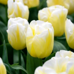 Tulip 'Calgary Flames' 18 Tulip 'Calgary Flames' -UK Garden Plants Sales 2024 tulip calgary flames 3